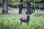 red deer