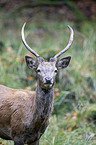 red deer