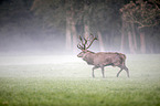 red deer