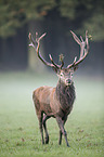 red deer