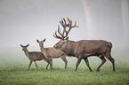 red deer