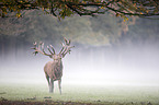 red deer