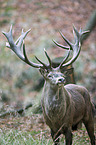 red deer