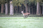 red deer