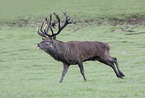 red deer