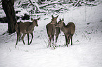 red deer