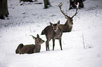 red deer