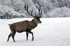 red deer