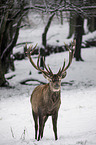 red deer