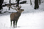 red deer