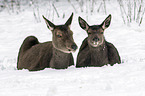 red deer