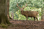 red deer