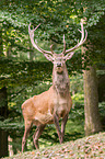 red deer