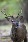 red deer