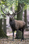 red deer