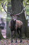 red deer