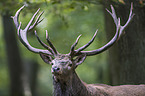 red deer