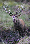 red deer