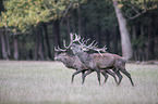 red deer