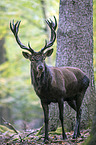 red deer