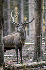 red deer