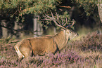 red deer