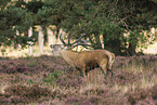 red deer