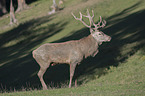 standing Red Deer