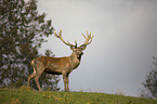 standing Red Deer