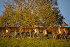 walking Red Deer