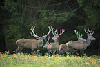 standing Red Deer