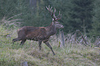 walking Red Deer