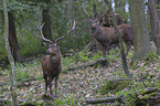 standing Red Deer