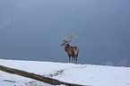 standing Red Deer