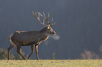 walking Red Deer