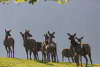 standing Red Deer