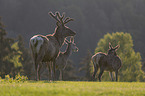 standing Red Deer