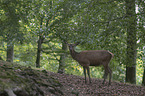 standing Red Deer