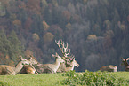 lying Red Deer