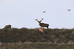 standing Red Deers