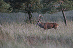 standing Red Deer