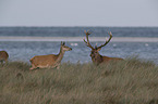 Red Deer on the Dar