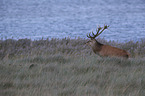 Red Deer on the Dar