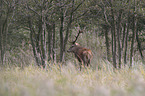 standing Red Deer