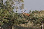 standing Red Deer