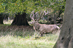 standing Red Deer