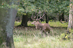 standing Red Deer