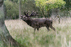 walking Red Deer