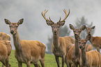 red deer