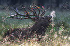 lying Red Deer